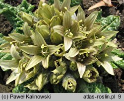 Mandragora officinarum (mandragora lekarska)