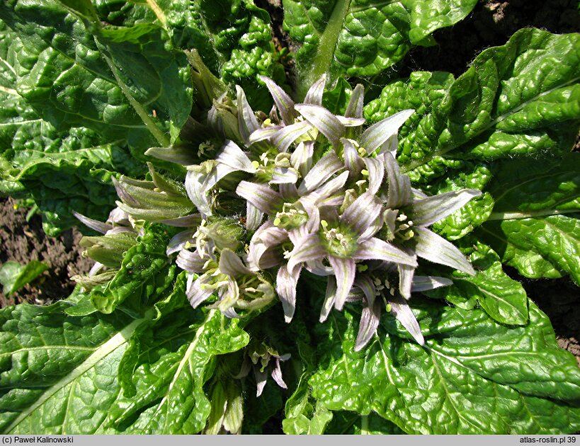 Mandragora officinarum (mandragora lekarska)