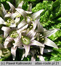 Mandragora officinarum (mandragora lekarska)