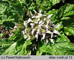 Mandragora officinarum (mandragora lekarska)
