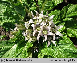 Mandragora officinarum