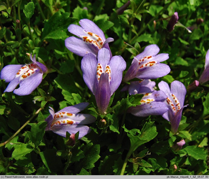 Mazus miquelii (mazus Miquella)