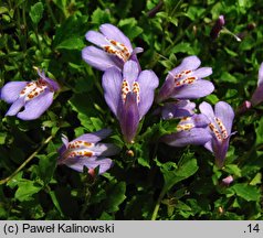 Mazus miquelii (mazus Miquella)