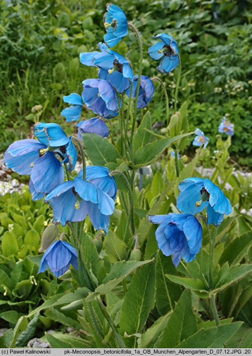 Meconopsis betonicifolia (mekonops bukwicolistny)