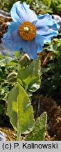 Meconopsis betonicifolia (mekonops bukwicolistny)