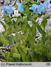 Meconopsis betonicifolia (mekonops bukwicolistny)