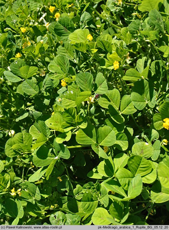 Medicago arabica (lucerna arabska)