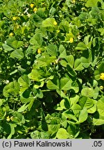 Medicago arabica (lucerna arabska)