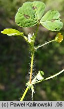 Medicago arabica (lucerna arabska)