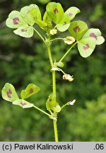 Medicago arabica (lucerna arabska)