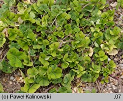 Medicago arabica (lucerna arabska)