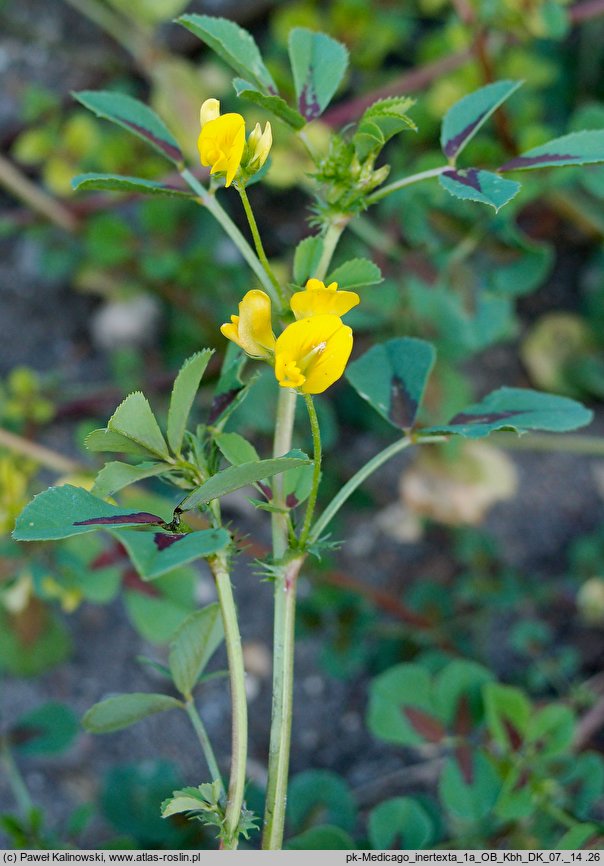 Medicago intertexta (lucerna splątana)