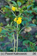 Medicago intertexta (lucerna splątana)