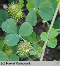 Medicago polymorpha (lucerna zmiennokształtna)