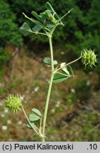 Medicago rigidula (lucerna sztywna)