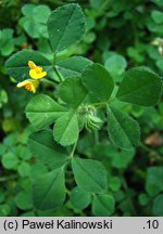 Medicago rigidula (lucerna sztywna)