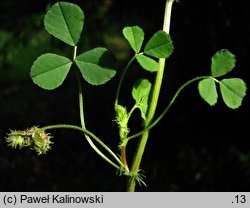 Medicago rigidula (lucerna sztywna)