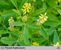 Melilotus messanensis (nostrzyk messyński)