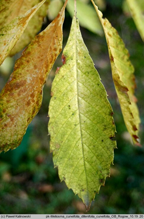 Meliosma cuneifolia