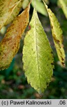 Meliosma cuneifolia