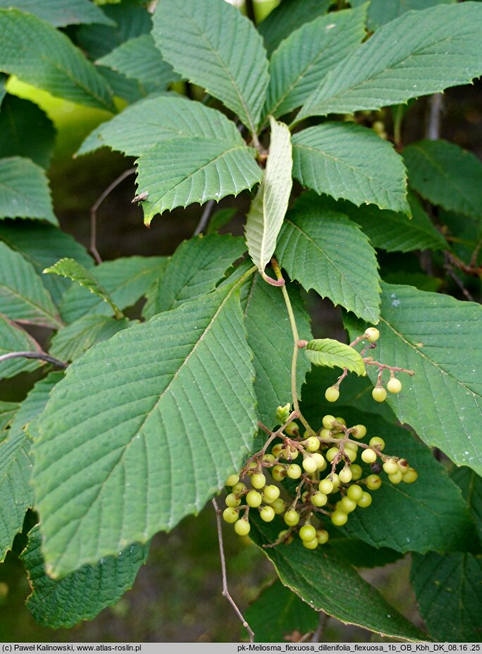 Meliosma flexuosa