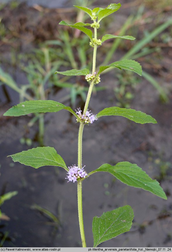 Mentha arvensis ssp. parietariifolia