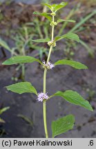 Mentha arvensis ssp. parietariifolia