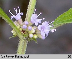 Mentha arvensis ssp. parietariifolia