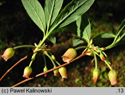 Rhododendron menziesii (różanecznik menziesii)