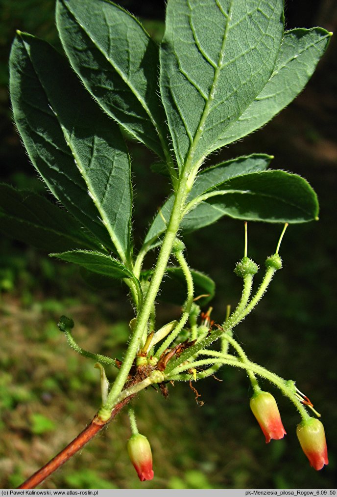 Rhododendron menziesii (różanecznik menziesii)