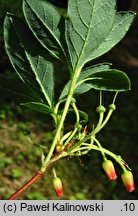 Rhododendron menziesii (różanecznik menziesii)