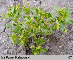 Mercurialis annua (szczyr roczny)