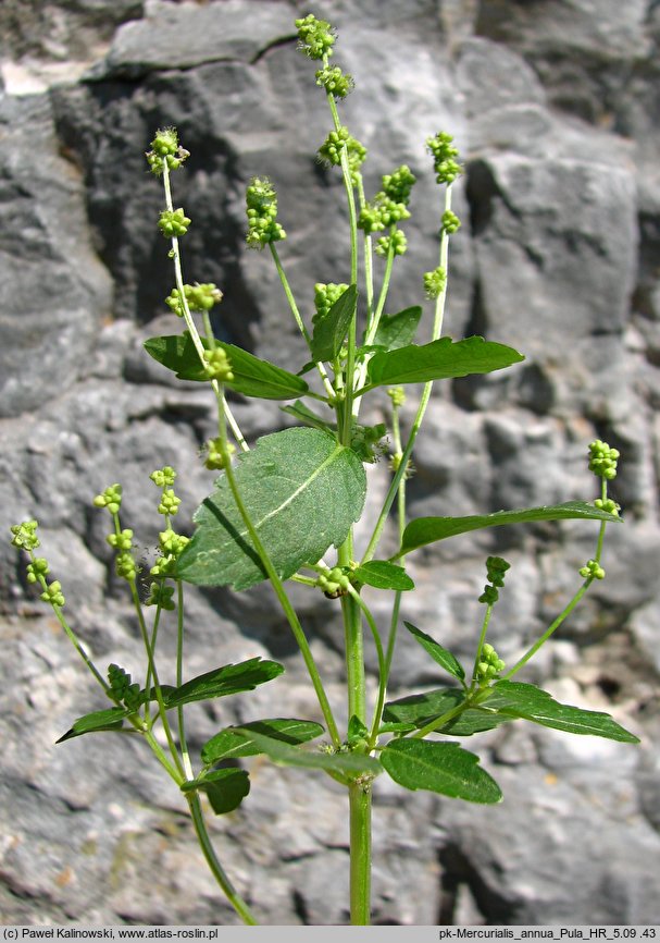 Mercurialis annua (szczyr roczny)