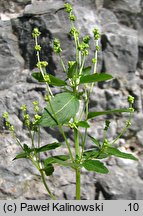 Mercurialis annua (szczyr roczny)