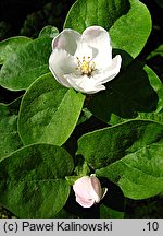 Mespilus germanica (nieszpułka zwyczajna)