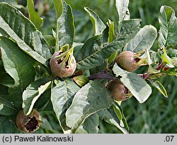 Mespilus germanica (nieszpułka zwyczajna)