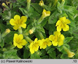 Mimulus moschatus (kroplik piżmowy)