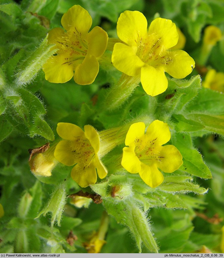 Mimulus moschatus (kroplik piżmowy)