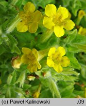 Mimulus moschatus (kroplik piżmowy)