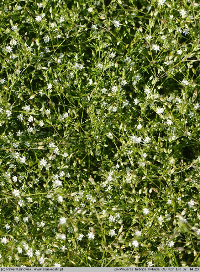 Minuartia hybrida  (mokrzyca mieszańcowa)