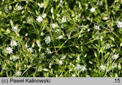 Minuartia hybrida  (mokrzyca mieszańcowa)