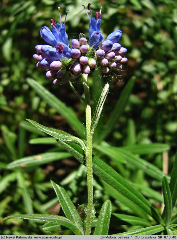 Moltkia petraea (moltkia skalista)