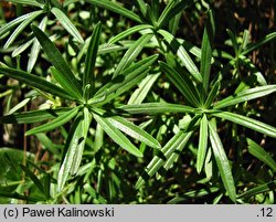 Moltkia petraea (moltkia skalista)
