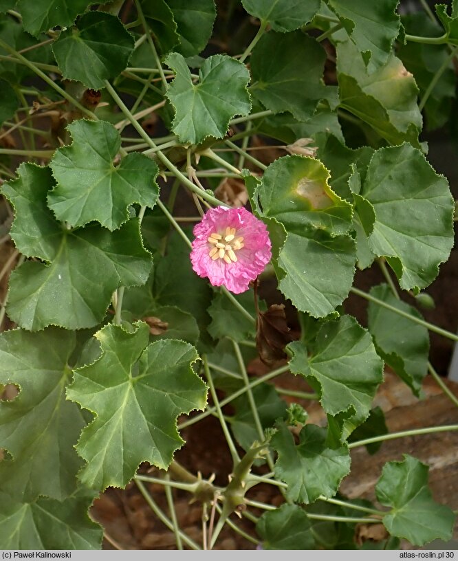 Sarcocaulon marlothii