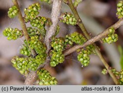 Myrica pensylvanica (woskownica pensylwańska)