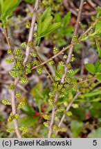 Myrica pensylvanica (woskownica pensylwańska)