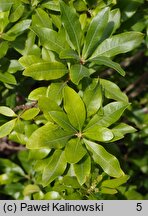 Myrica pensylvanica (woskownica pensylwańska)