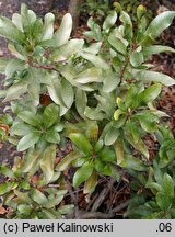 Myrica pensylvanica (woskownica pensylwańska)