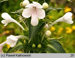 Morina longifolia (morina długolistna)