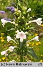 Morina longifolia (morina długolistna)